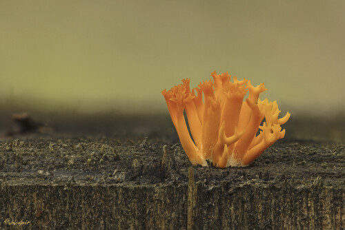 Klebriger-Hoernling_Calocera-viscosa_2025080_0001-39_B_Web.jpeg