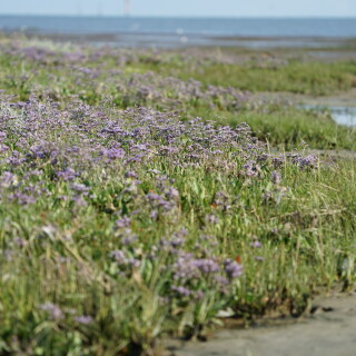Strandflieder