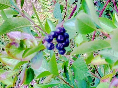 K800_Pflaumenblattrige-AroniabeereAronia-x-prunifolia-1-2.jpeg