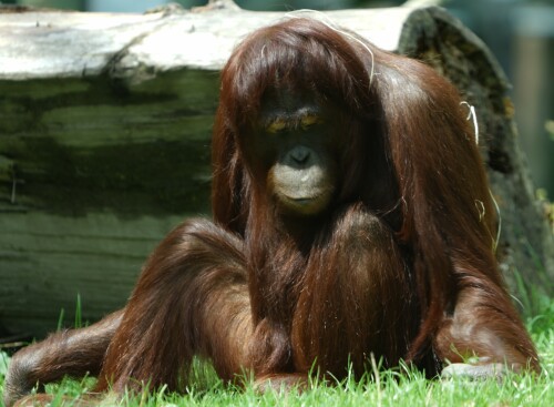 In freier Natur leben die Orang Utans in den Regenwäldern Borneos. Durch die Rodung der Wälder für die Anlage von Palmölplantagen sind sie akut vom Aussterben bedroht.
Sony Alpha 7 / II