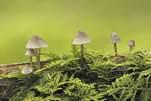 Rotschneidiger-Helmling_Mycena-rubromarginata_20250731_0005-22_B_Web.jpeg
