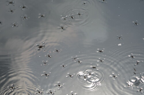 Wasserlaufer.jpeg