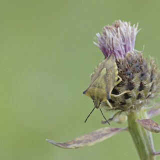 Noerdliche-Fruchtwanze_Carpocoris-fuscispinus_20250704_0002_B_Web