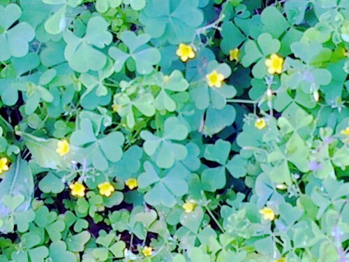 K800_Aufrechter-SauerkleeOxalis-strictaL-3.jpeg