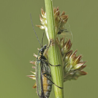 Gruener-Scheinbockkaefer_Oedemera-nobilis_20250527_0001_B_Web