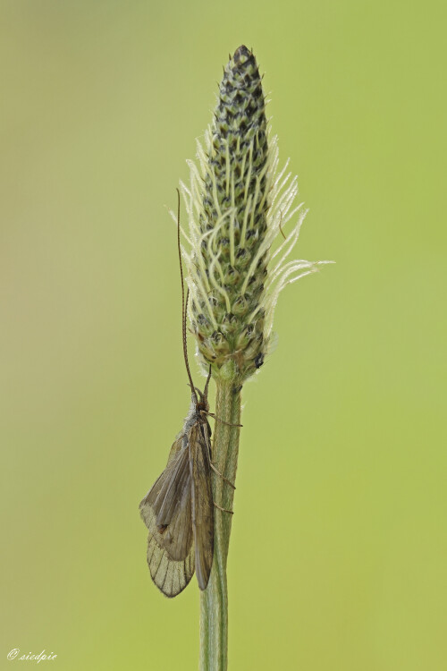 Koecherfliege_Trichoptera_20250527_0004_B_Web.jpeg