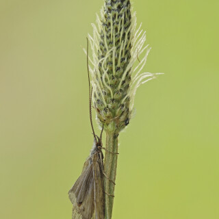 Koecherfliege_Trichoptera_20250527_0004_B_Web