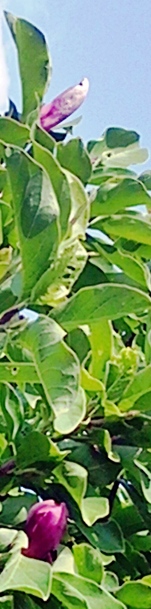 K800_Bluten-einer-Purpur-MagnoliaMagnolia-liliifloraDesr.-August-2025.jpeg