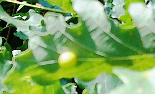 K800_Galle-der-Gemeinem-EichengallwespeCynips-quercifoliiL.-1758_upscayl_1x_ultrasharp.jpeg