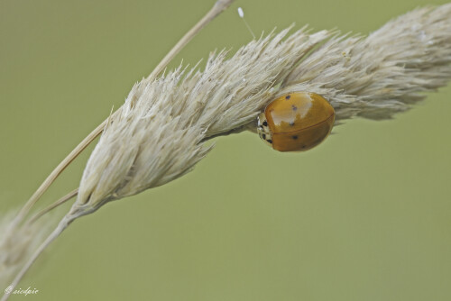 Asiatischer-Marienkaefer_Harmonia-axyridis-f.-succinea_20250704_0001_B2_Web.jpeg