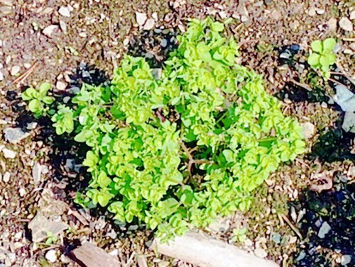 K800_GartenwolfsmilchEuphorbia-peplusL..jpeg