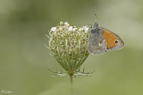 Kleines-Wiesenvoegelchen_Coenonympha-pamphilus_20250817_0009_B_Web.jpeg