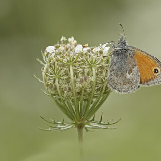 Kleines-Wiesenvoegelchen_Coenonympha-pamphilus_20250817_0009_B_Web