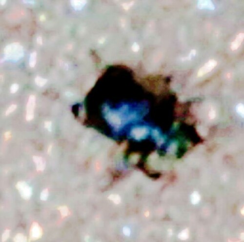 K800_Gemeiner-MistkaferGeotrupes-stercorariusL.-1758-unterwegs-Juni-2025.jpeg