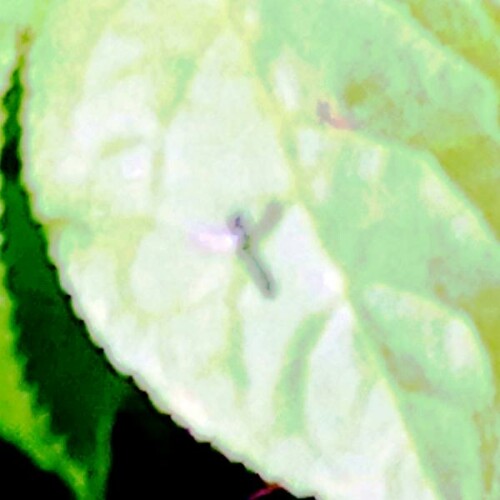 K800_GrabwespeTrypoxylon-figulusL.-1758-im-Flug-vor-einer-Hecke.jpeg