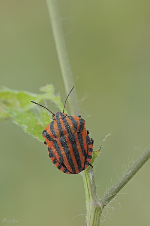 Streifenwanze_Graphosoma-lineatum_20230629_0001_B_Web.jpeg