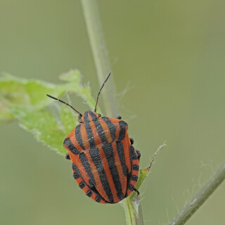 Streifenwanze_Graphosoma-lineatum_20230629_0001_B_Web