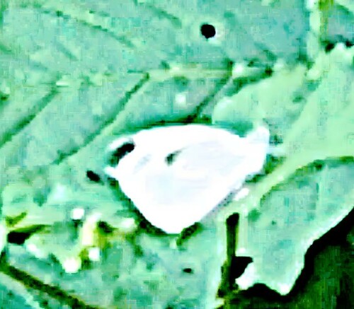 K800_Kleiner-KohlweislingPieris-rapaeL.-1758-ruhend_upscayl_1x_upscayl-standard-4x.jpeg
