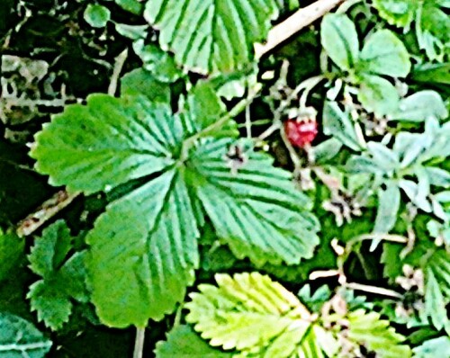 K800_WalderdbeereFragaria-vescaL._upscayl_1x_upscayl-standard-4x.jpeg