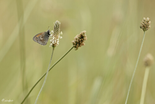 Kleines-Wiesenvoegelchen_Coenonympha-pamphilus_20250820_0001_B_Web.jpeg