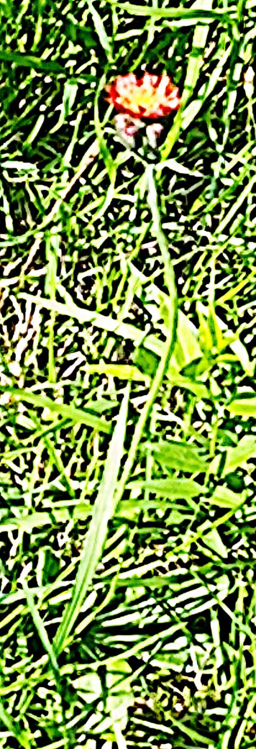 K800_Orangerotes-HabichtskrautHieracium-aurantiacumL._upscayl_1x_upscayl-standard-4x.jpeg