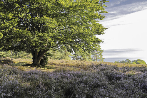 NSG-Mehlinger-Heide_20250825_0005_B_HDR_Web.jpeg