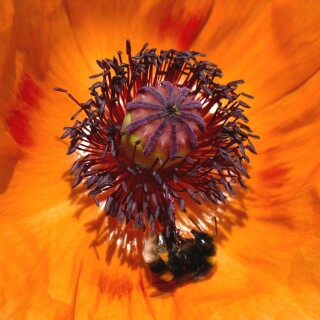 Hummel-im-Mohn