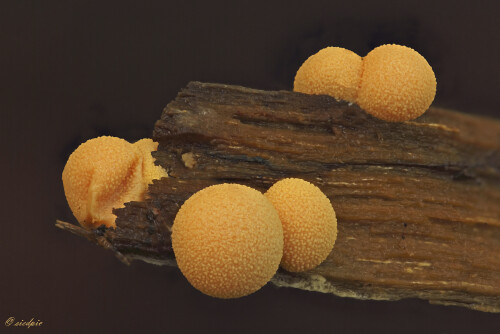 Blutmilchpilz_Lycogala-epidendrum_20250831_0004-65_B1_Web.jpeg