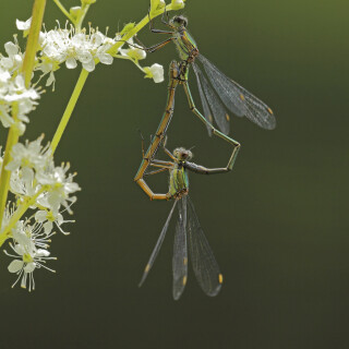 Gemeine-Weidenjungfer_Chalcolestes-viridis_20250904_0001_B_Web