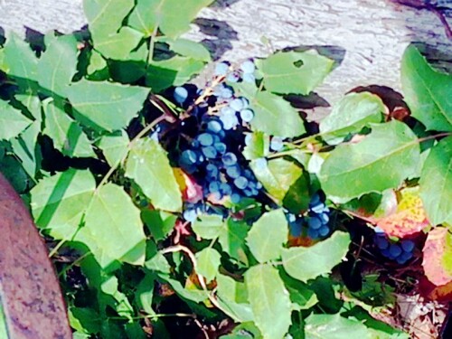 K800_Beeren-der-Gewohnlichen-MahonieMahonia-aquifoliumNutt..jpeg