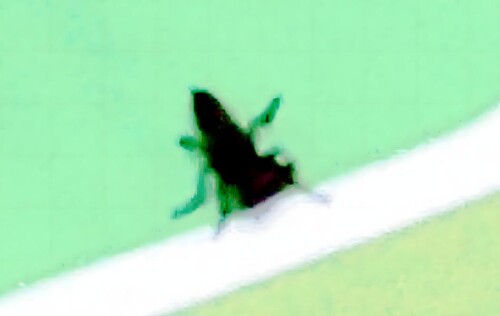 K800_Gemeine-RaubfliegeTolmerus-atricapillusL.-1758-4_upscayl_1x_upscayl-standard-4x.jpeg
