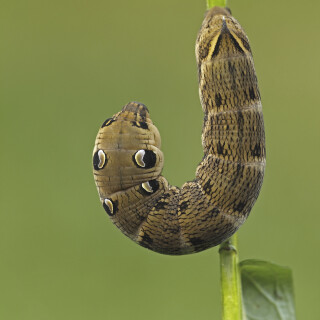Mittlerer-Weinschwaermer_Deilephila-elpenor_20250908_0014_B_Web