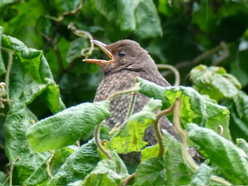 2024-06-16-Amsel-Astling-959.jpeg