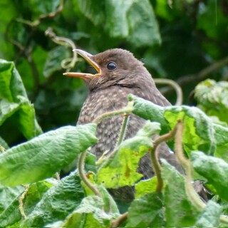 2024-06-16-Amsel-Astling-959