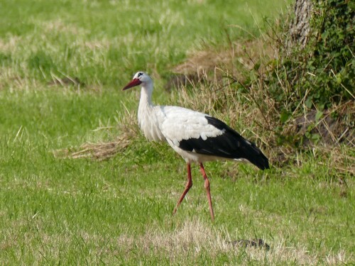 Storch in Appen
