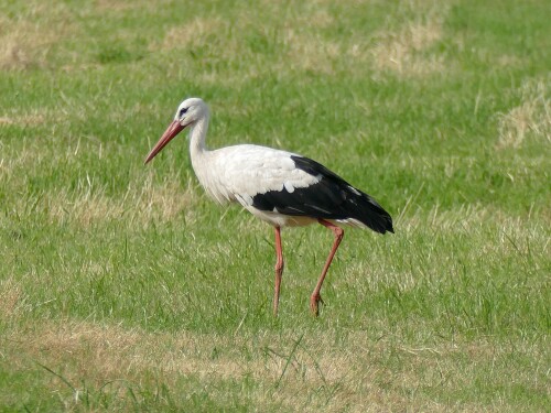 2024-07-15-Storch-698-2000.jpeg
