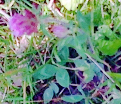 K800_RotkleeTrifolium-pratenseL..jpeg