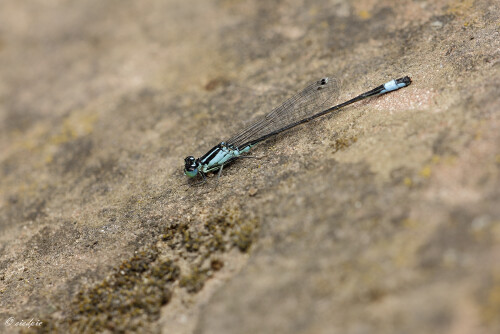 Grosse-Pechlibelle_Ischnura-elegans_20250903_0001_B_Web.jpeg