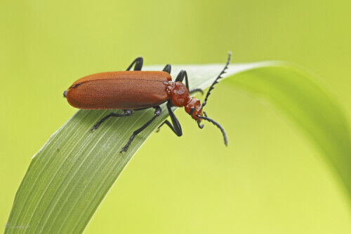 RotkoepfigerFeuerkaefer_Pyrochroa-serraticornis_20250527_0001_B_Web.jpeg