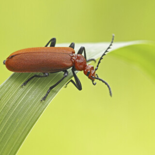 RotkoepfigerFeuerkaefer_Pyrochroa-serraticornis_20250527_0001_B_Web