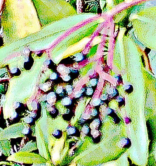 K800_Beeren-des-Schwarzen-HolundersSambucus-nigraL._upscayl_1x_upscayl-standard-4x.jpeg
