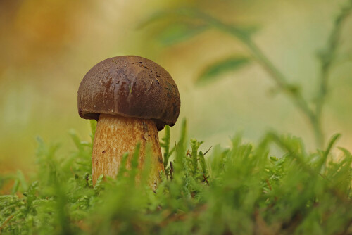 Maronenroehrling_Xerocomus-badius_20250917_0001-15_B_Web.jpeg