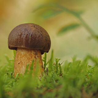 Maronenroehrling_Xerocomus-badius_20250917_0001-15_B_Web