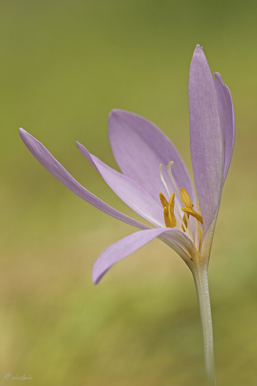 Herbstzeitlose, Colchicum autumnale, Autumn crocus

Aufnahmeort:	Odenwald	
Kamera:	Canon	EOS 60D
Objektiv:	Sigma Makro	150mm
Stativ		
		
# 00566

© Alle von mir veröffentlichten Bilder unterliegen dem Urheberrecht und dürfen ohne meine schriftliche Genehmigung nicht verwendet werden.