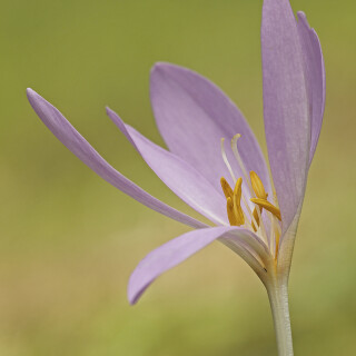 Herbstzeitlose_Colchicum-autumnale_20250903_0004_B_Web
