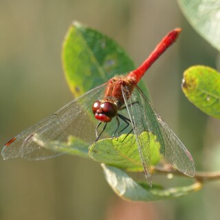 2024-08-25-Blutrote-Heidelibelle-798