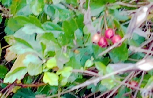 K800_WeisdornCrataegus-oxyacanthaL.-mit-Fruchten_upscayl_1x_upscayl-standard-4x.jpeg