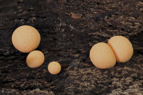 Blutmilchpilz, Lycogala epidendrum, Groening's slime

Aufnahmeort:	Odenwald	
Kamera:	Canon	EOS 60D
Objektiv:	Sigma Makro	150mm
Stativ		
		
# 00569

© Alle von mir veröffentlichten Bilder unterliegen dem Urheberrecht und dürfen ohne meine schriftliche Genehmigung nicht verwendet werden.