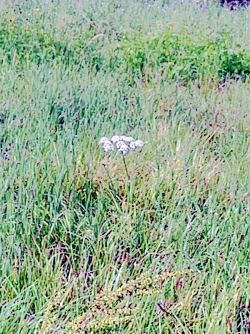 K800_Wiesen-BarenklauHeracleum-spondylumL-2.jpeg