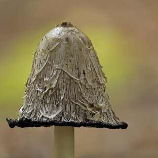 Schopf-Tintling_Coprinus-comatus_20250917_0001-41_B_Web